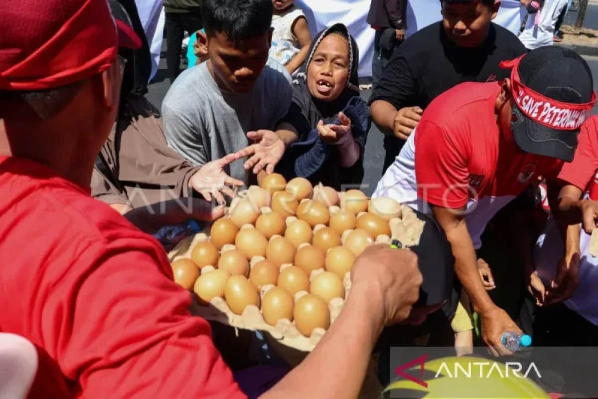 Warga berebut telur pada aksi damai peternak rakyat Sulawesi di Makassar