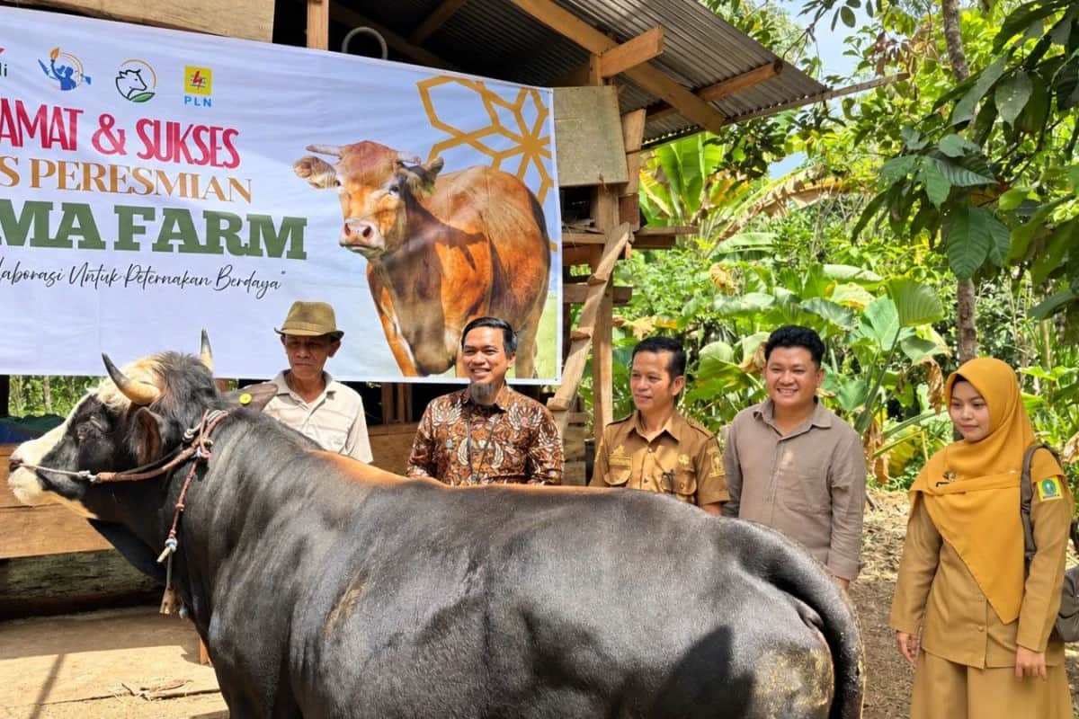 Perwakilan program berdiri bersama seekor sapi di depan spanduk peresmian NUMA Farm