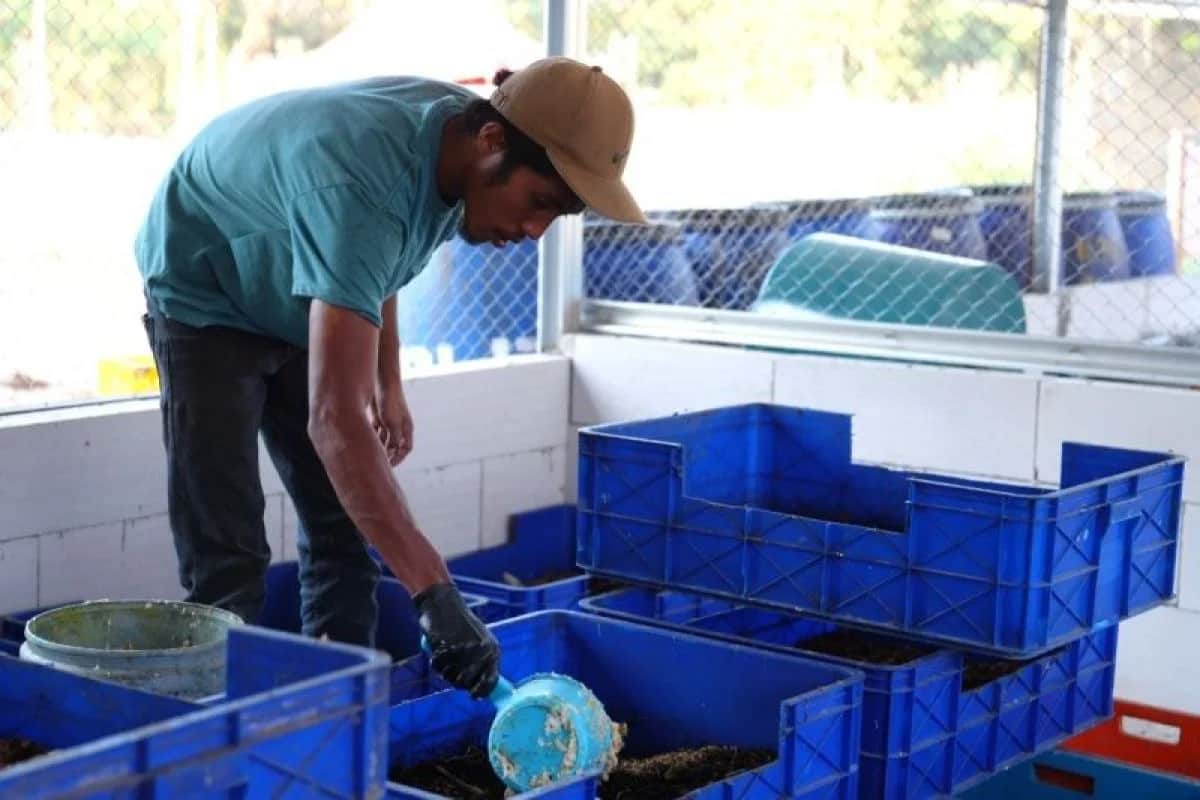 Pekerja bertopi mengisi wadah biru berisi bahan organik di tempat budidaya larva